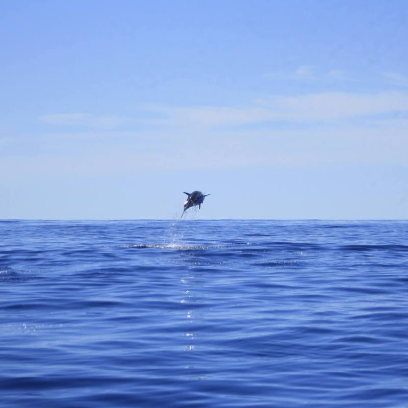 Dolphin jumping high
