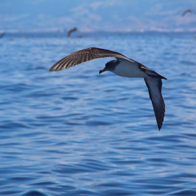 Bird flying near water