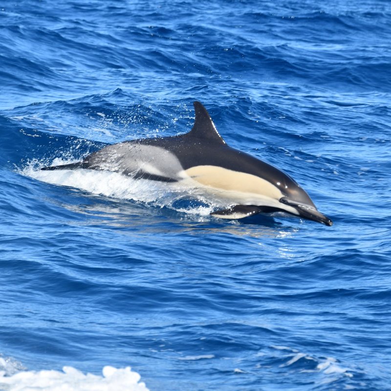 Dolphin swimming close up