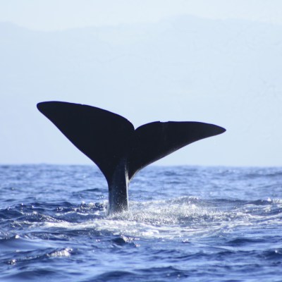whale flukes