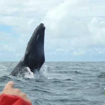Whale head going out of water