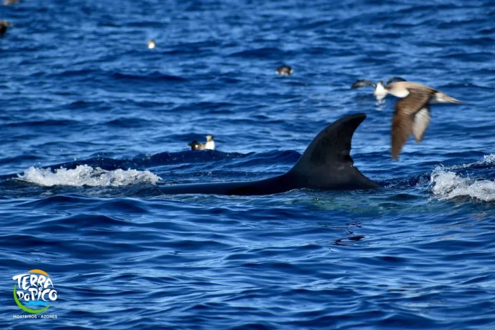 Dorsal fin of an orca surfacing in the ocean with birds flying above.