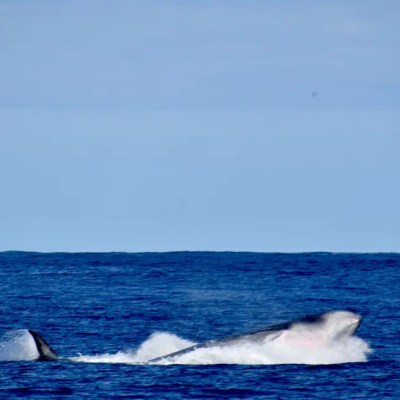 Whale emerging from ocean with tail visible, under a clear blue sky.
