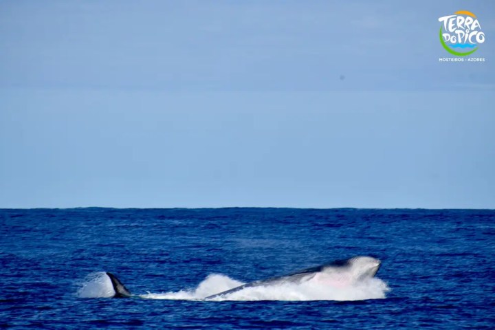 Whale emerging from ocean with tail visible, under a clear blue sky.