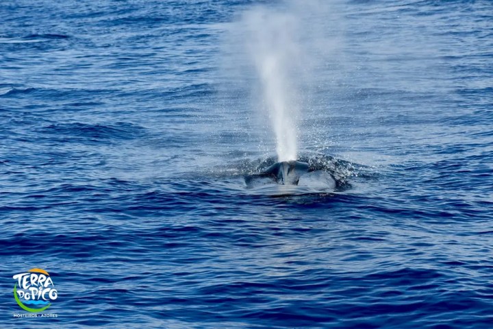 Whale spouting water in the ocean near the surface.