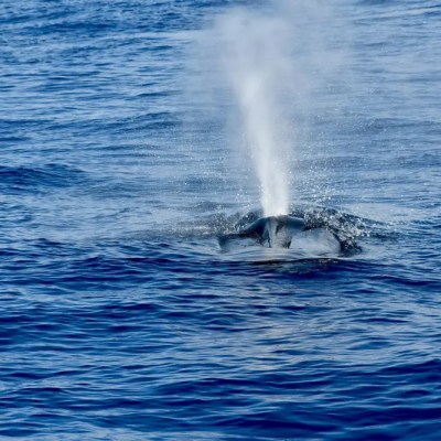 Whale spouting water on ocean surface with logo in corner.