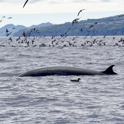 Whale surfacing with birds flying and land in the background.