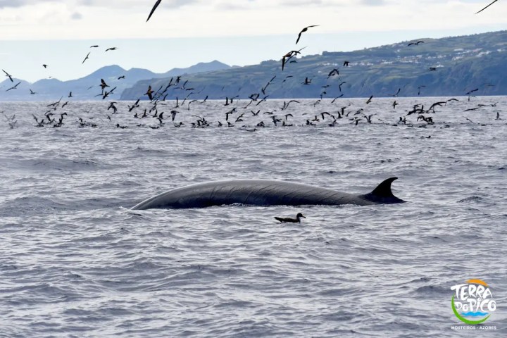 Whale surfacing with birds flying and land in the background.
