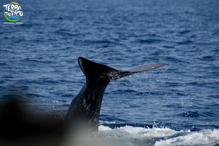 an animal swimming in the water