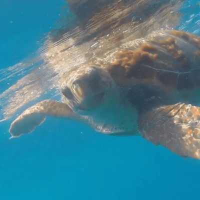 Turtle face underwater