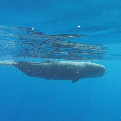 Baby whale underwater