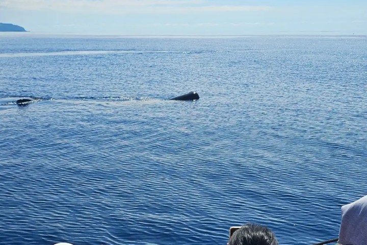 People on a boat watching a whale in the ocean.