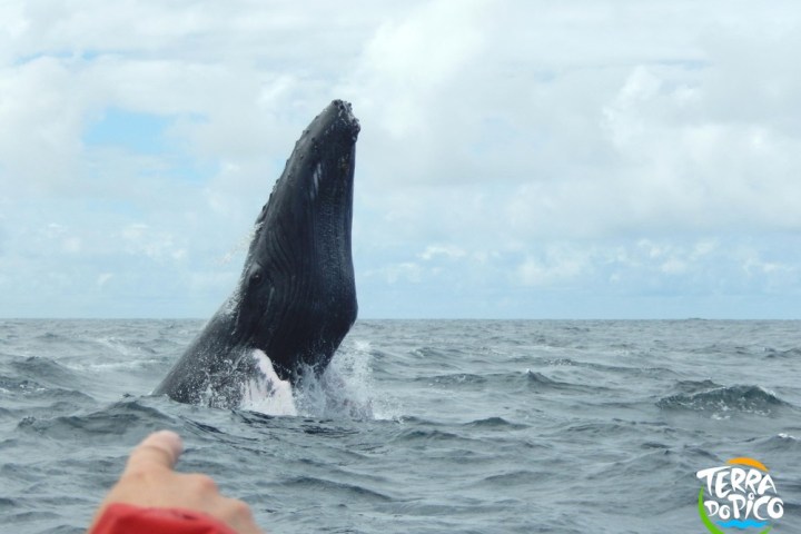 an animal swimming in the water